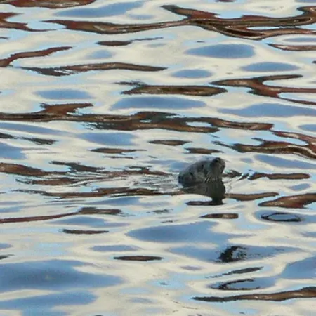 לינה וארוחת בוקר Eagle's Nest